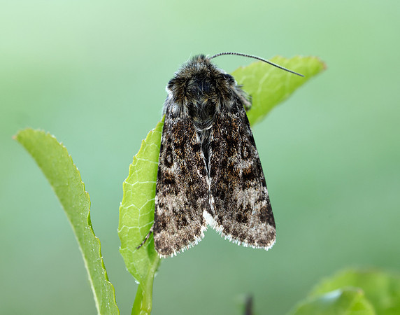 73.256 BF2144 Broad-bordered White Underwing Anarta melanopa