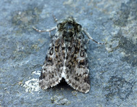 73.256 BF2144 Broad-bordered White Underwing Anarta melanopa
