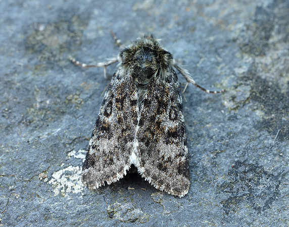 73.256 BF2144 Broad-bordered White Underwing Anarta melanopa