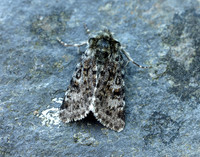 73.256 BF2144 Broad-bordered White Underwing Anarta melanopa