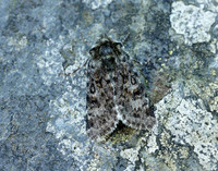 73.256 BF2144 Broad-bordered White Underwing Anarta melanopa
