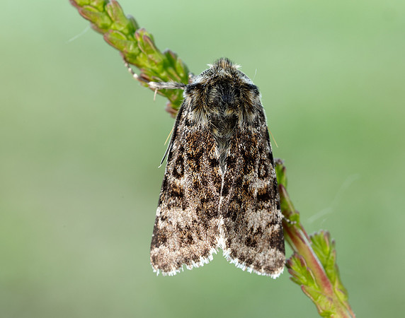 73.256 BF2144 Broad-bordered White Underwing Anarta melanopa