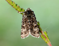 73.256 BF2144 Broad-bordered White Underwing Anarta melanopa