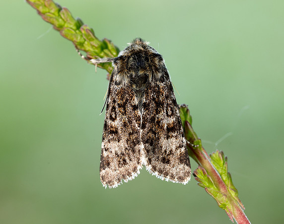 73.256 BF2144 Broad-bordered White Underwing Anarta melanopa