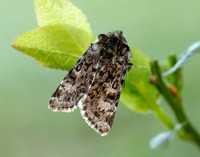 73.256 BF2144 Broad-bordered White Underwing Anarta melanopa
