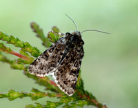 73.256 BF2144 Broad-bordered White Underwing Anarta melanopa