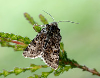 73.256 BF2144 Broad-bordered White Underwing Anarta melanopa