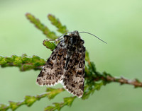 73.256 BF2144 Broad-bordered White Underwing Anarta melanopa