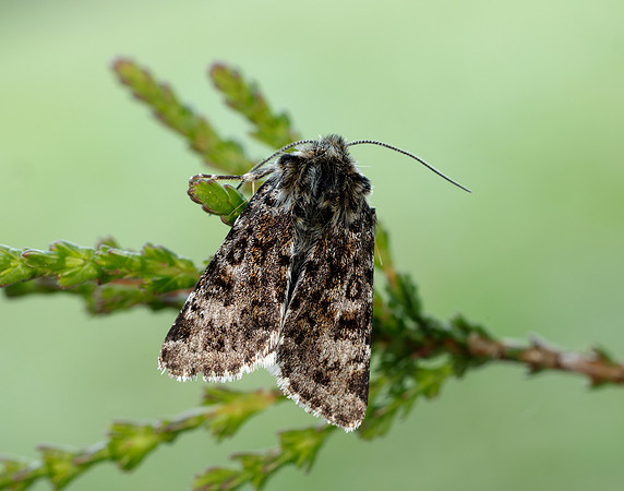 73.256 BF2144 Broad-bordered White Underwing Anarta melanopa