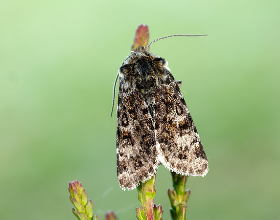 73.256 BF2144 Broad-bordered White Underwing Anarta melanopa