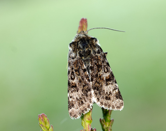 73.256 BF2144 Broad-bordered White Underwing Anarta melanopa