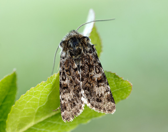 73.256 BF2144 Broad-bordered White Underwing Anarta melanopa