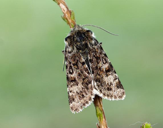 73.256 BF2144 Broad-bordered White Underwing Anarta melanopa