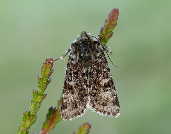 73.256 BF2144 Broad-bordered White Underwing Anarta melanopa
