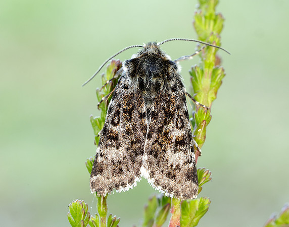 73.256 BF2144 Broad-bordered White Underwing Anarta melanopa