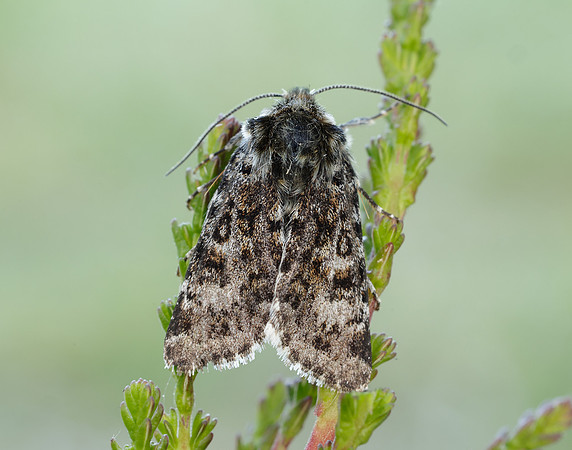 73.256 BF2144 Broad-bordered White Underwing Anarta melanopa