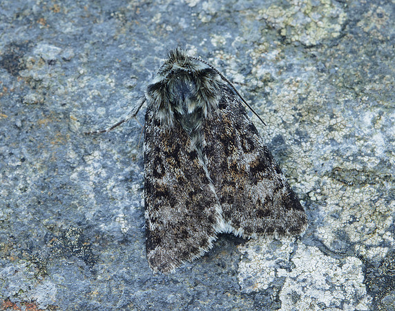 73.256 BF2144 Broad-bordered White Underwing Anarta melanopa