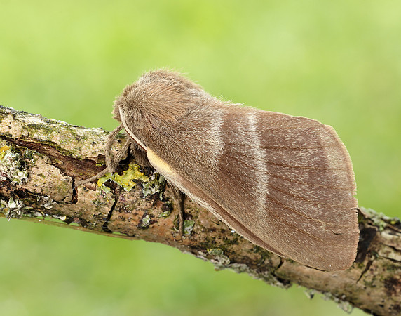 66.008 BF1638 Fox Moth Macrothylacia rubi _R5_9406