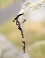 16.002 BF425 Orchard Ermine Yponomeuta padella