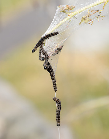 16.002 BF425 Orchard Ermine Yponomeuta padella