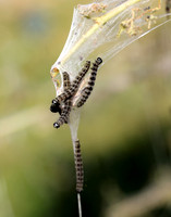 16.002 BF425 Orchard Ermine Yponomeuta padella