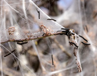 16.002 BF425 Orchard Ermine Yponomeuta padella