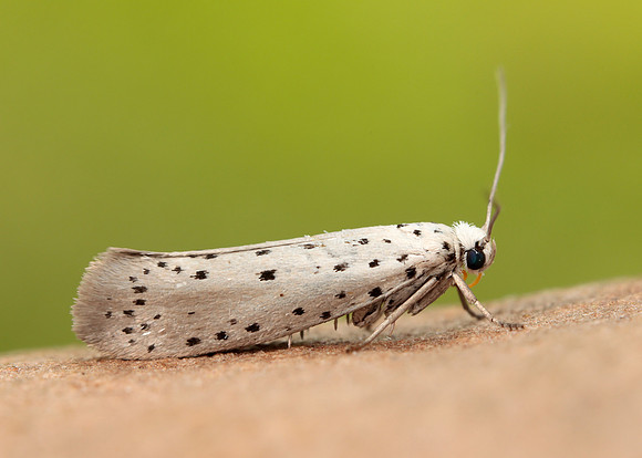16.002 BF425 Orchard Ermine Yponomeuta padella