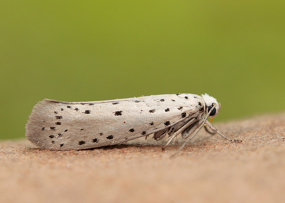 16.002 BF425 Orchard Ermine Yponomeuta padella