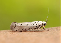 16.002 BF425 Orchard Ermine Yponomeuta padella