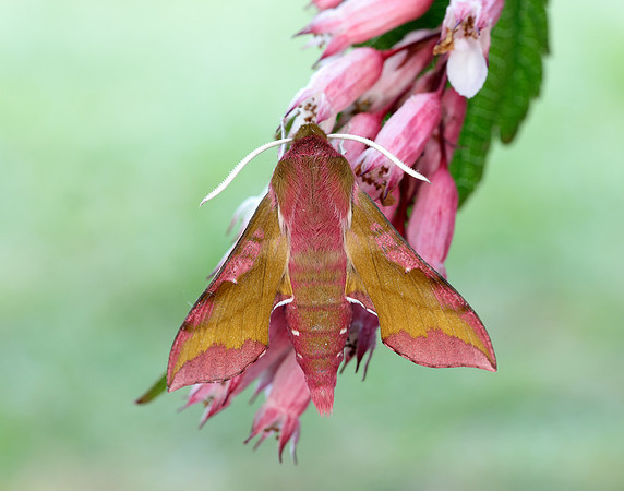 69.017 BF1992 Small Elephant Hawk-moth Deilephila porcellus