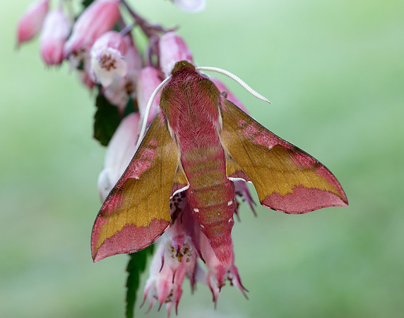 69.017 BF1992 Small Elephant Hawk-moth Deilephila porcellus
