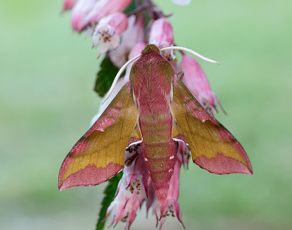 69.017 BF1992 Small Elephant Hawk-moth Deilephila porcellus