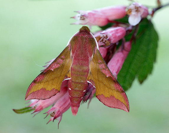 69.017 BF1992 Small Elephant Hawk-moth Deilephila porcellus