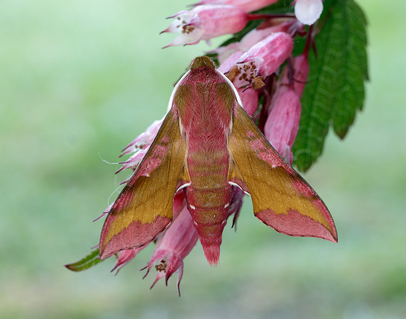69.017 BF1992 Small Elephant Hawk-moth Deilephila porcellus