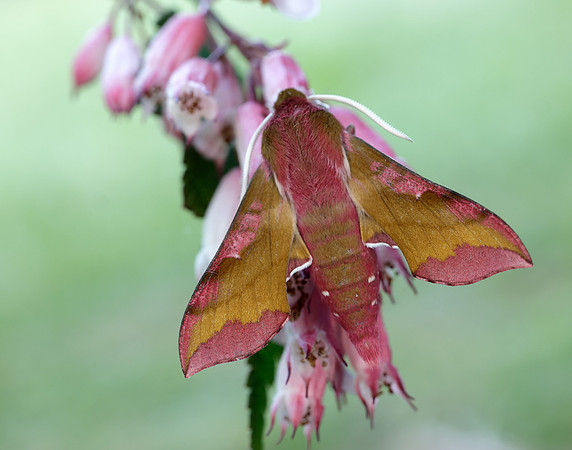 69.017 BF1992 Small Elephant Hawk-moth Deilephila porcellus