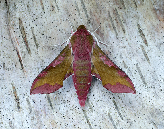 69.017 BF1992 Small Elephant Hawk-moth Deilephila porcellus
