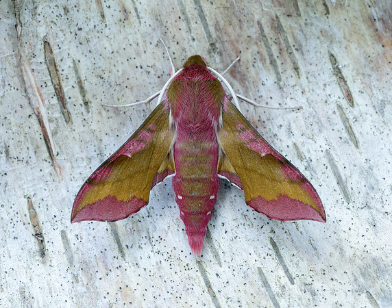 69.017 BF1992 Small Elephant Hawk-moth Deilephila porcellus