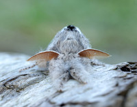 72.015 BF2028 Pale Tussock Calliteara pudibunda