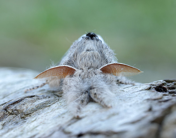 72.015 BF2028 Pale Tussock Calliteara pudibunda