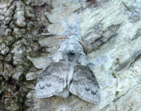 72.015 BF2028 Pale Tussock Calliteara pudibunda