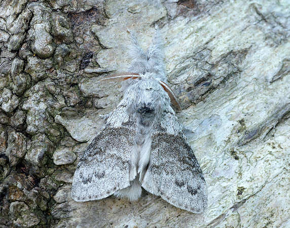 72.015 BF2028 Pale Tussock Calliteara pudibunda