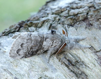 72.015 BF2028 Pale Tussock Calliteara pudibunda