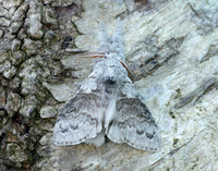 72.015 BF2028 Pale Tussock Calliteara pudibunda