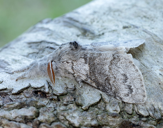 72.015 BF2028 Pale Tussock Calliteara pudibunda