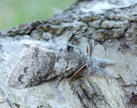 72.015 BF2028 Pale Tussock Calliteara pudibunda
