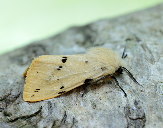 72.019 BF2061 Buff Ermine Spilosoma lutea