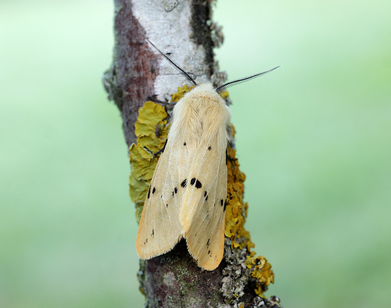 72.019 BF2061 Buff Ermine Spilosoma lutea