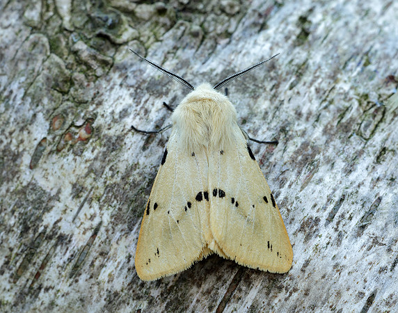 72.019 BF2061 Buff Ermine Spilosoma lutea