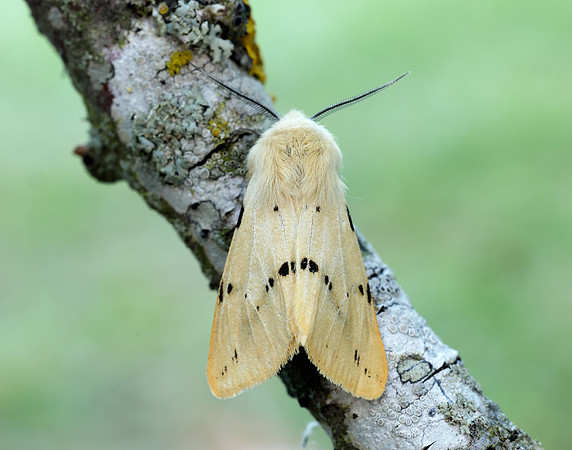 72.019 BF2061 Buff Ermine Spilosoma lutea