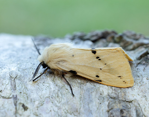 72.019 BF2061 Buff Ermine Spilosoma lutea